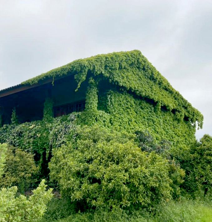 Mitglied Roosbeh Badie