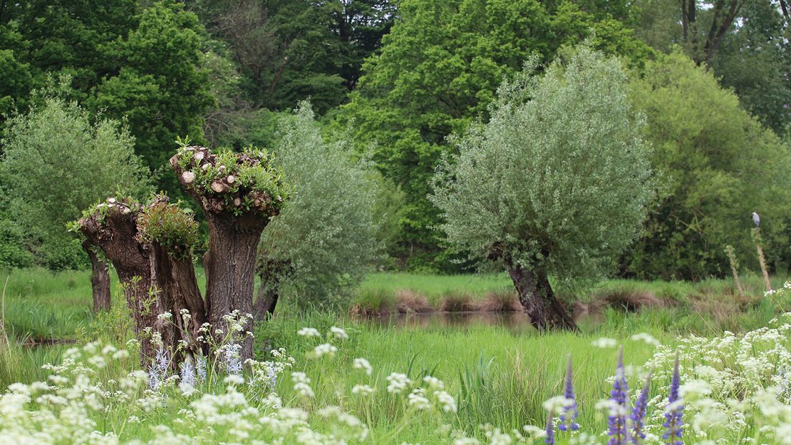 Insel Hombroich: Auenlandschaft Grüne Landschaft mit wild belassener, blühender Wiese, Kopfweiden und anderen großen Bäumen